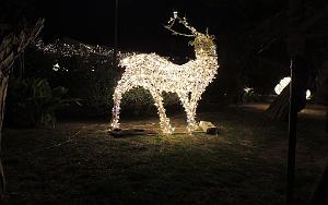 2025 12 02 SANARY SUR MER - PROMEDADE  AMBIANCE NOEL (66)